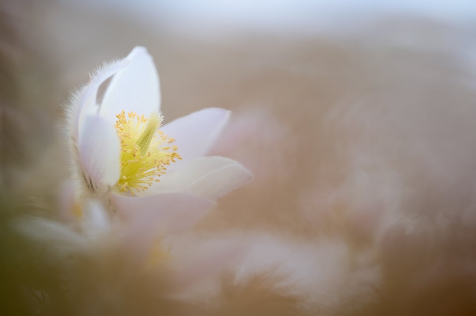 Alpine Pulsatilla