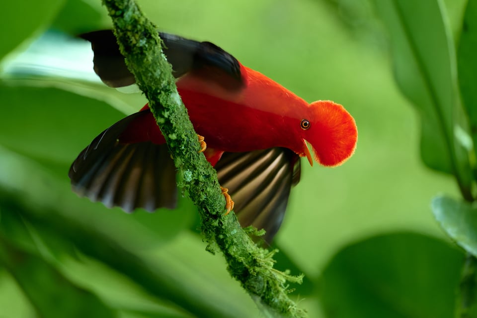 Andean Cock-of-the-rock_Ecuador