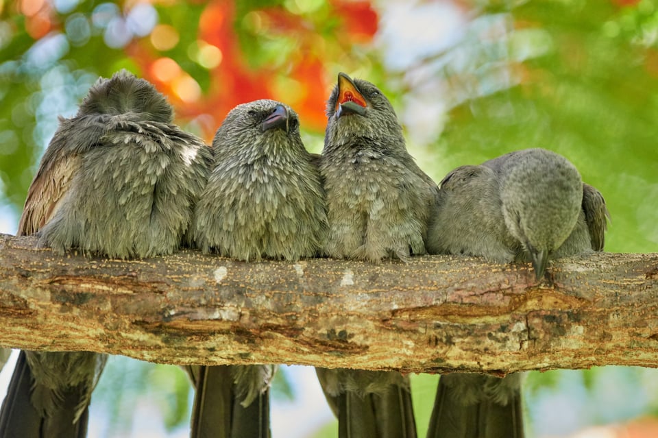 Apostlebirds_Australia