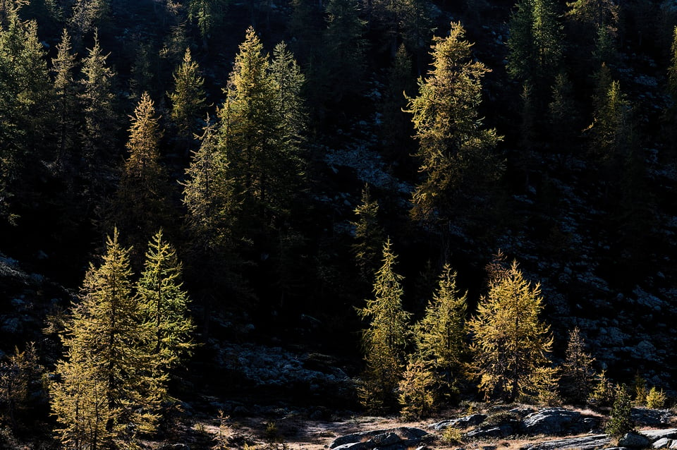 Autumn larches in raking light