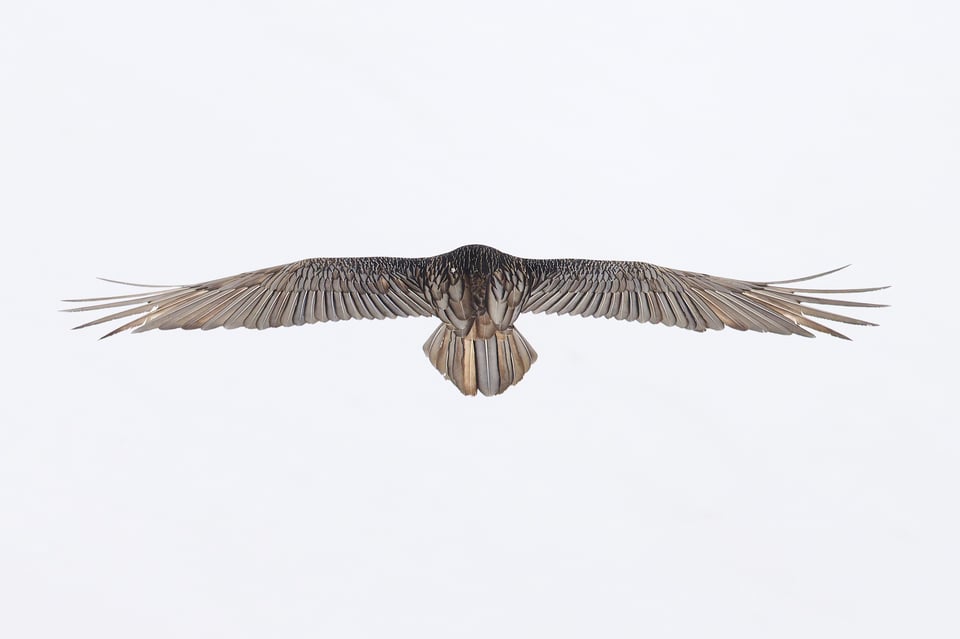 Bearded Vulture_Switzerland