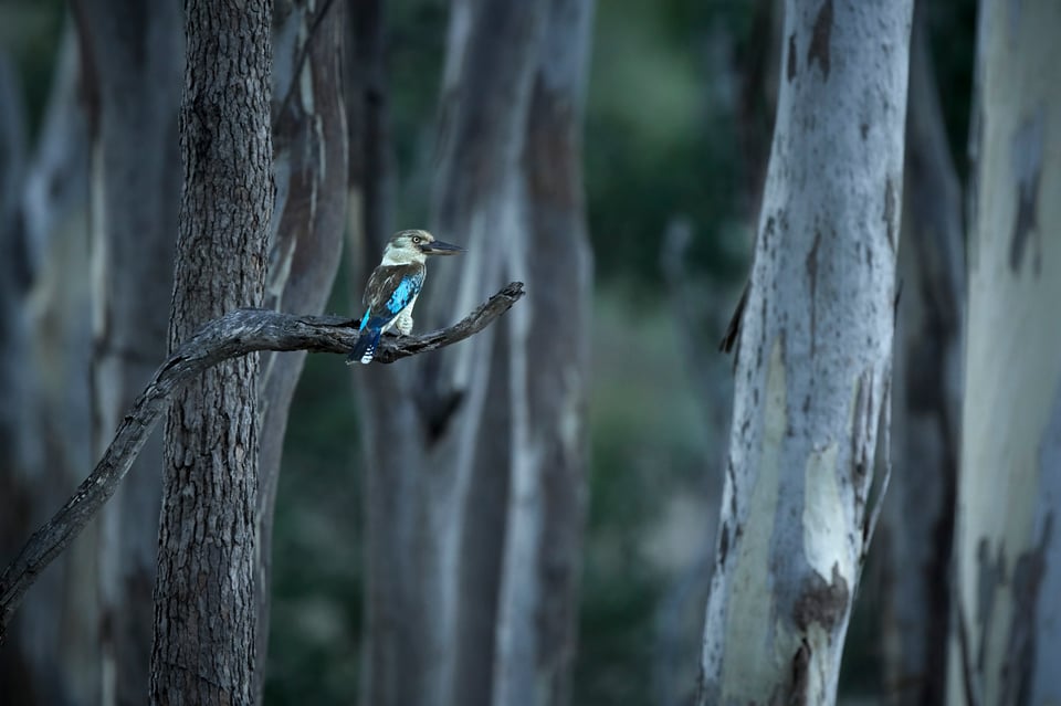 Blue-winged Kookaburra_Australia