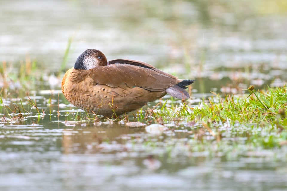 Brazilian_Teal_In_Rain_Jason_Polak