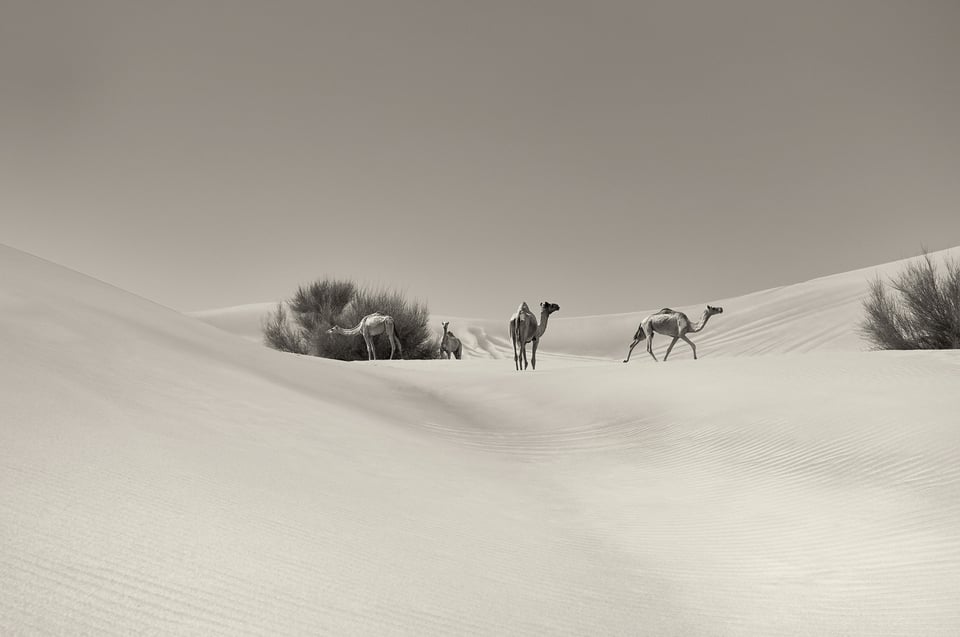 Camels_Dubai