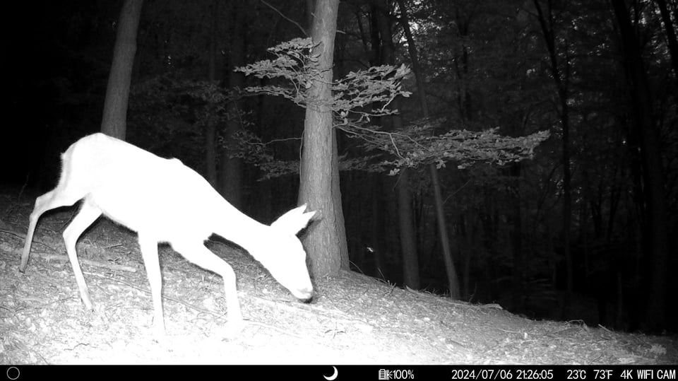 Camera trap_Deer_Czech Republic