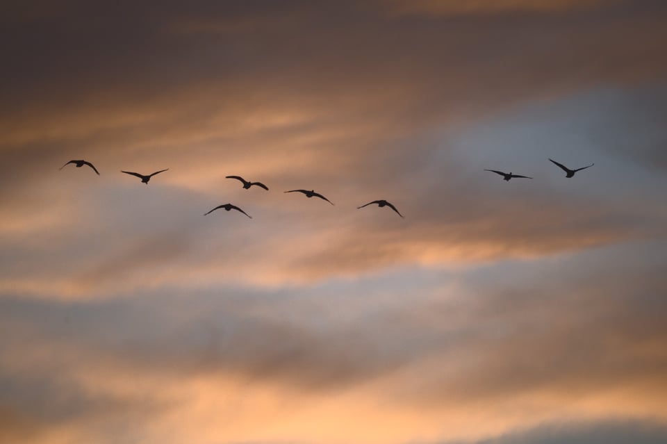 CanadaGeese_Flying_Jason_Polak