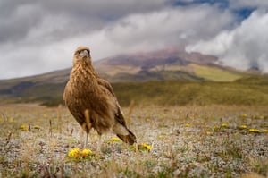 Carunculated Caracara_Ecuador_wide angle