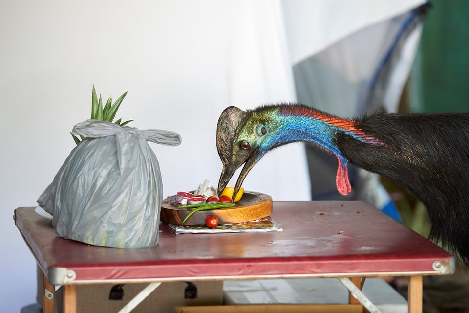Cassowary_Australia