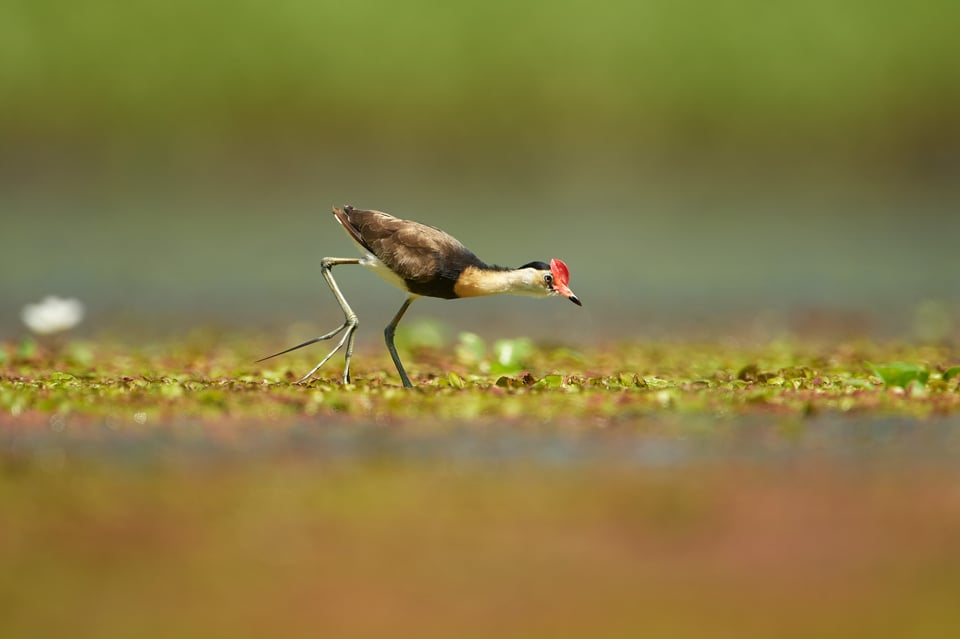 Comb-crested Jacana_Australia