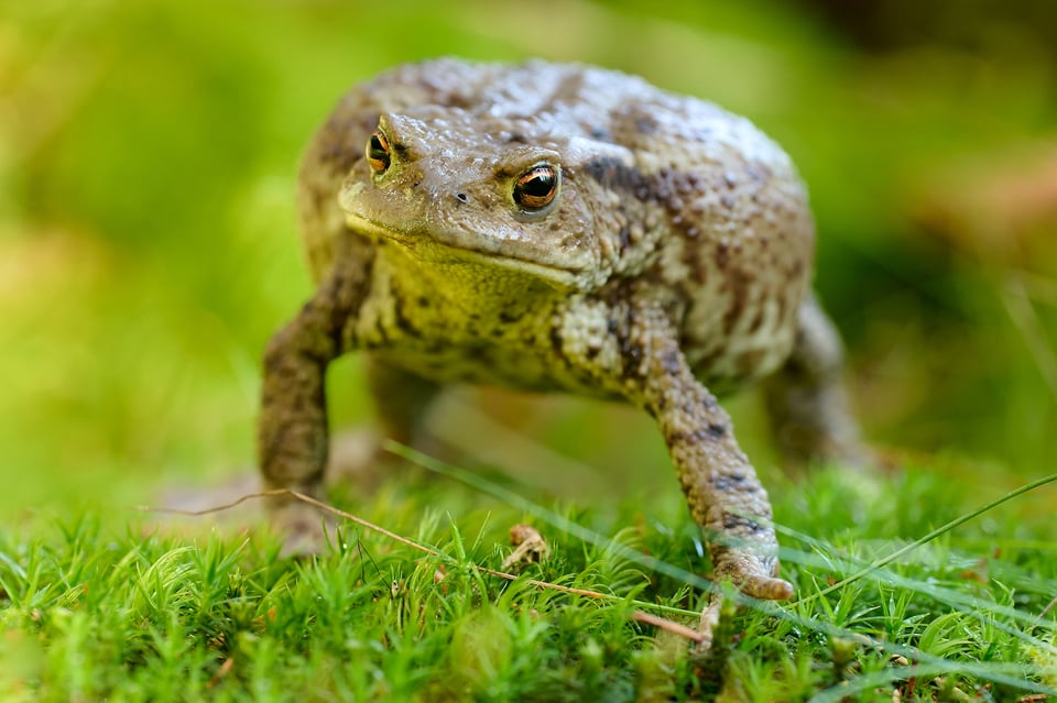 Common Toad_Czech Republic