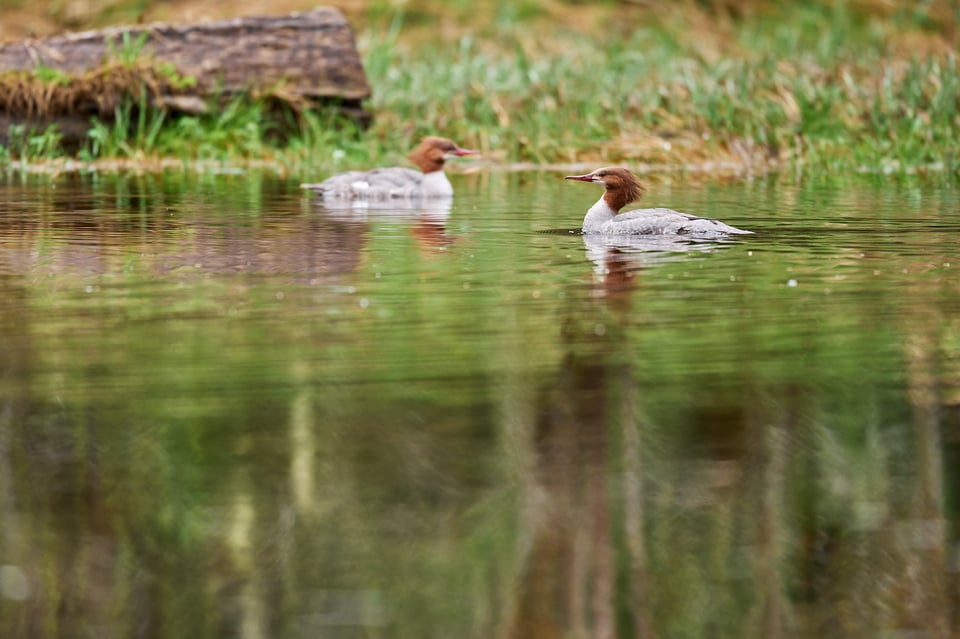 Common merganser and wood reflection