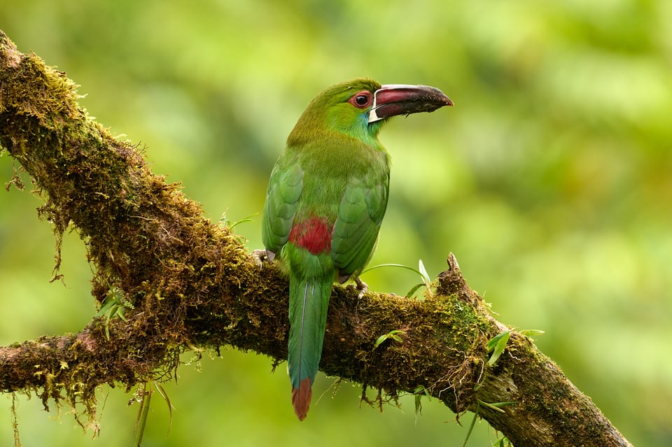 Crimson-rumped Toucanet_Aulacorhynchus haematopygus_F11_LVP4329