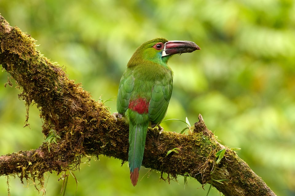 Crimson-rumped Toucanet_Aulacorhynchus haematopygus_F16_LVP4379