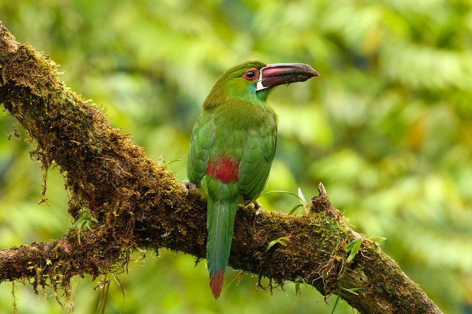 Crimson-rumped Toucanet_Aulacorhynchus haematopygus_F22_LVP4415