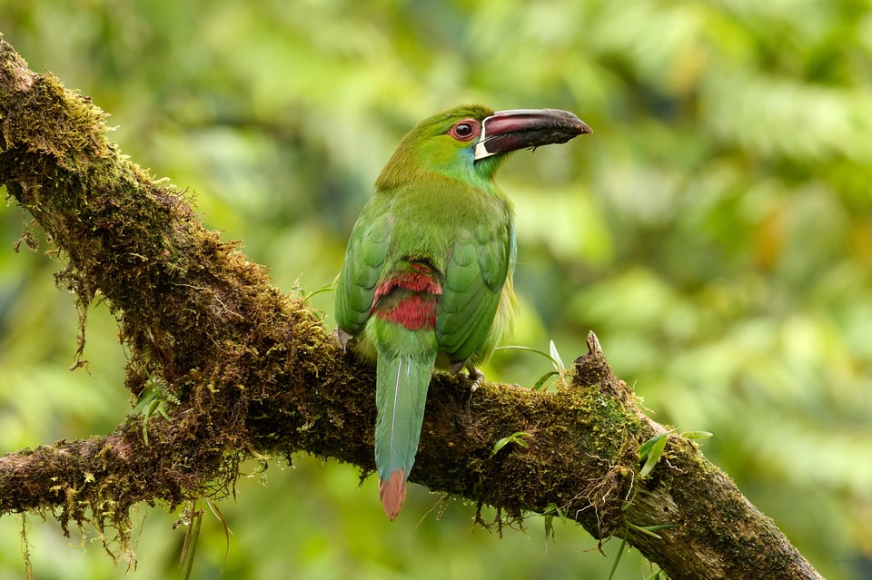 Crimson-rumped Toucanet_Aulacorhynchus haematopygus_F22_edited_LVP4438-NEF