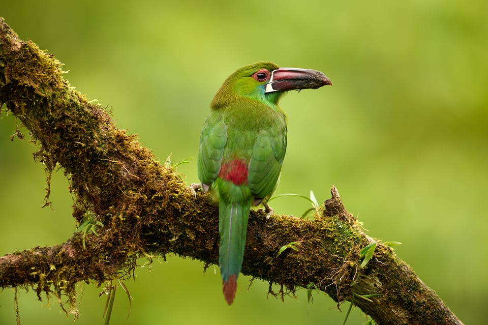 Crimson-rumped Toucanet_Aulacorhynchus haematopygus_F4_LVP4254