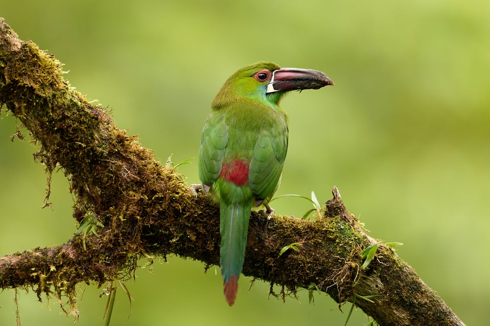 Crimson-rumped Toucanet_Aulacorhynchus haematopygus_F4_edited_LVP4254-NEF