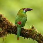 Crimson-rumped Toucanet_Aulacorhynchus haematopygus_F5,6_LVP4276