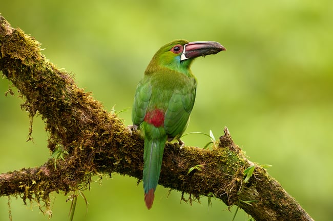 Depth of Field in Wildlife Photography