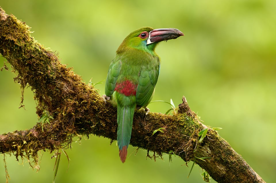 Crimson-rumped Toucanet_Aulacorhynchus haematopygus_F6,3_LVP4480