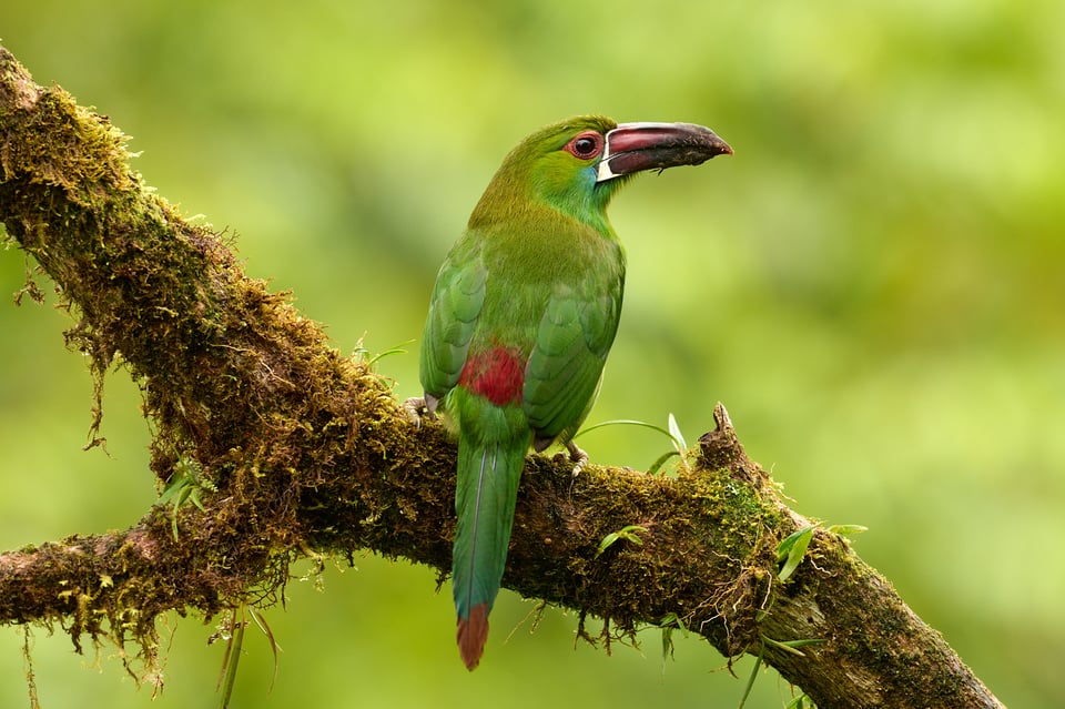 Crimson-rumped Toucanet_Aulacorhynchus haematopygus_F8_LVP4289 (2)