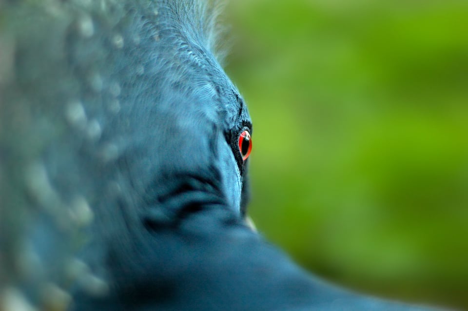 Crowned pigeon_Papua New Guinea