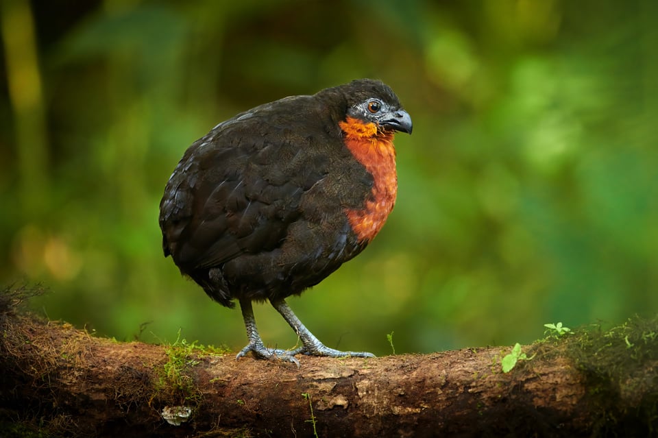 Dark-backed Woodquail_Ecuador