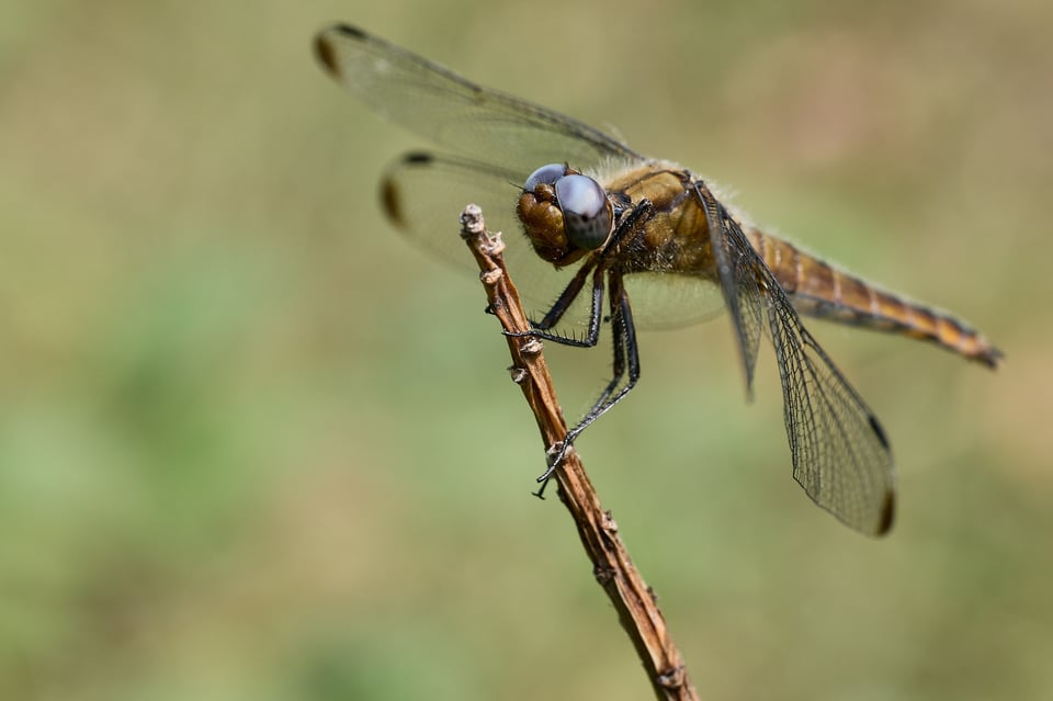 Dragonfly II