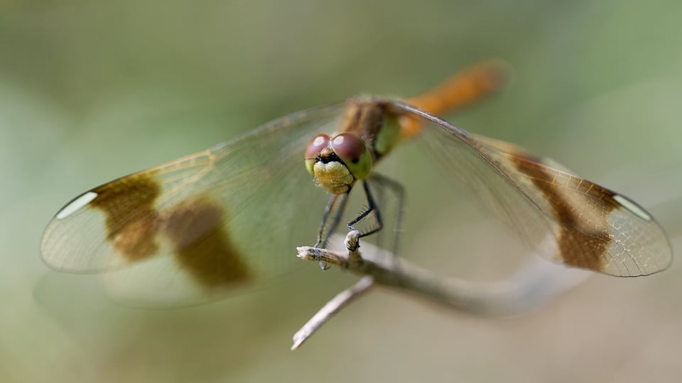 Dragonfly