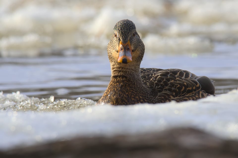 Female_Mallard_Frozen_Pond_Jason_Polak