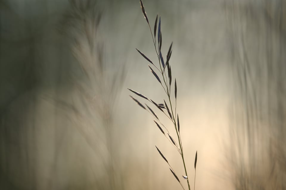 Gentle_Grass_Jason_Polak