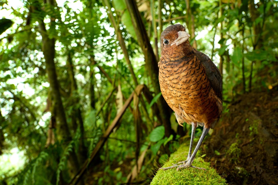 Giant Antpitta_Ecuador_wide angle