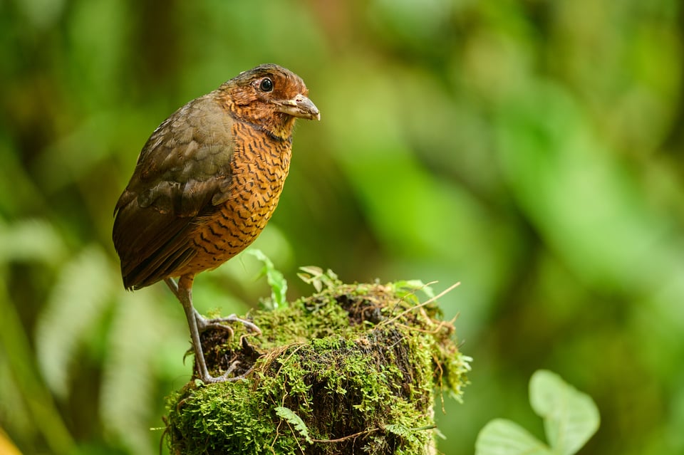 Giant Antpitta_Grallaria gigantea_F4_LVP7773