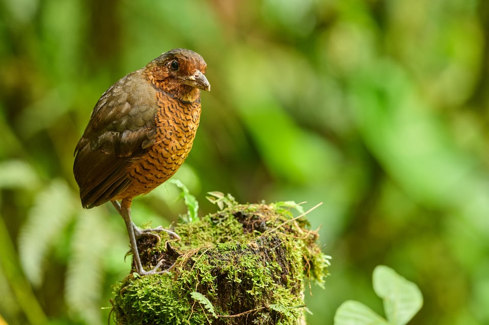 Giant Antpitta_Grallaria gigantea_F5,6_LVP7820