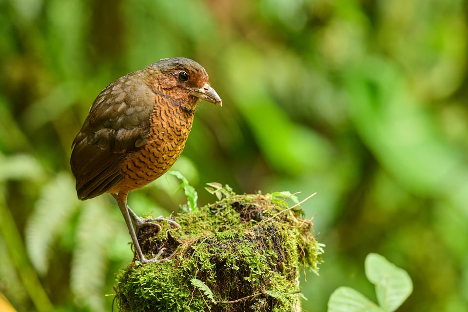 Giant Antpitta_Grallaria gigantea_F6,3_LVP7839