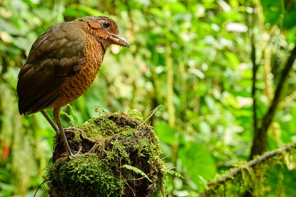 Giant Antpitta_Grallaria gigantea_F7,1_DSC1851