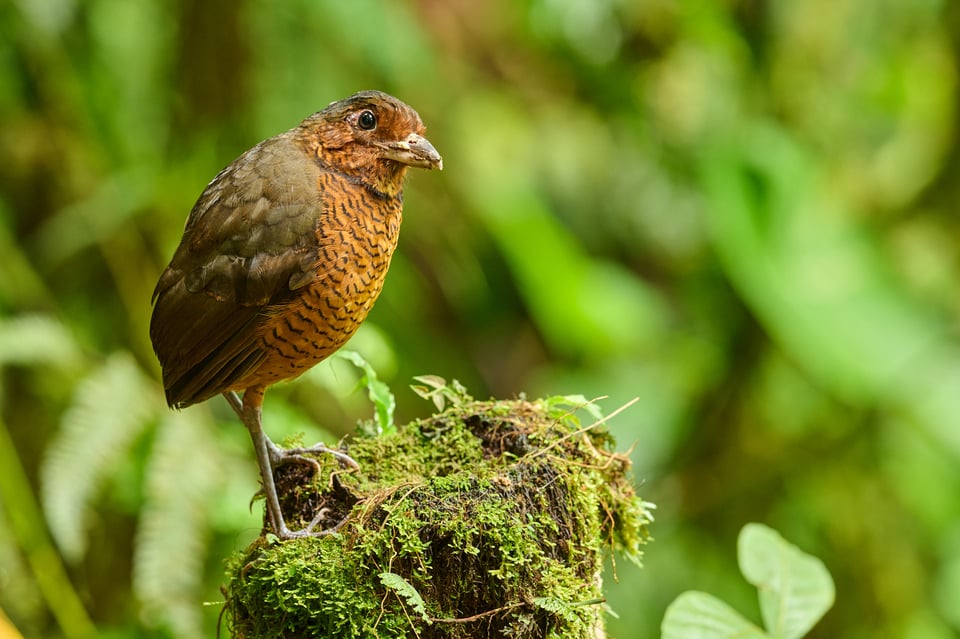 Giant Antpitta_Grallaria gigantea_F7,1_LVP7790