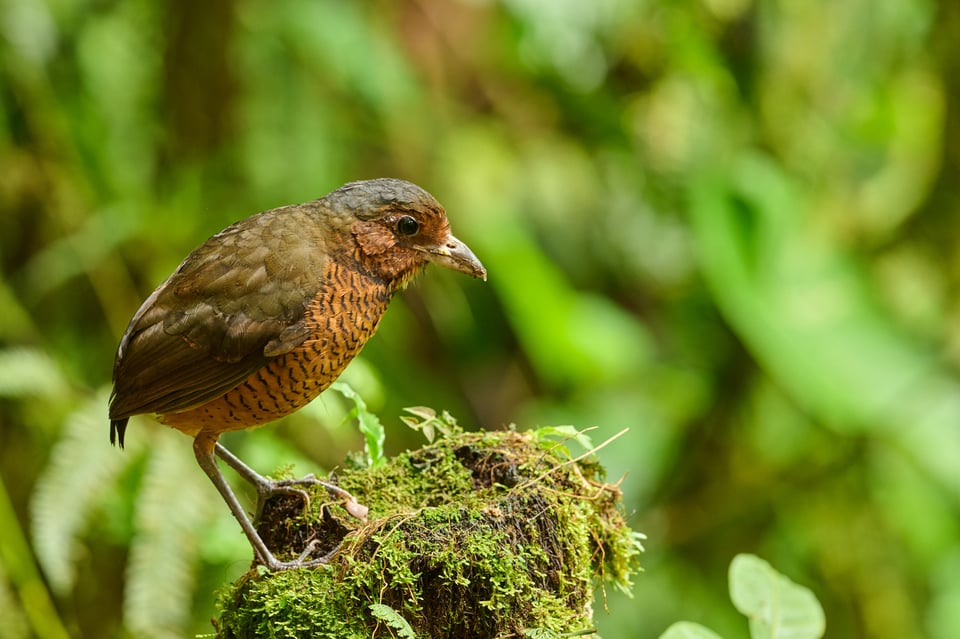 Giant Antpitta_Grallaria gigantea_F8_LVP7662