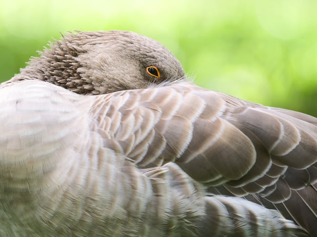 Tips for Duck and Goose Photography