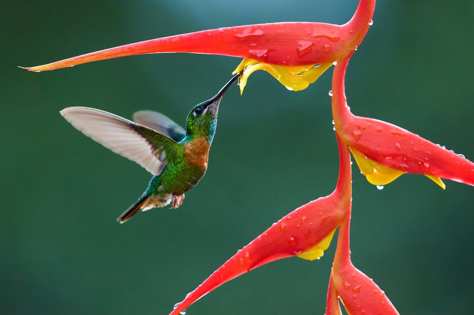 Gould's Jewelfront_Heliodoxa aurescens_Ecuador_01