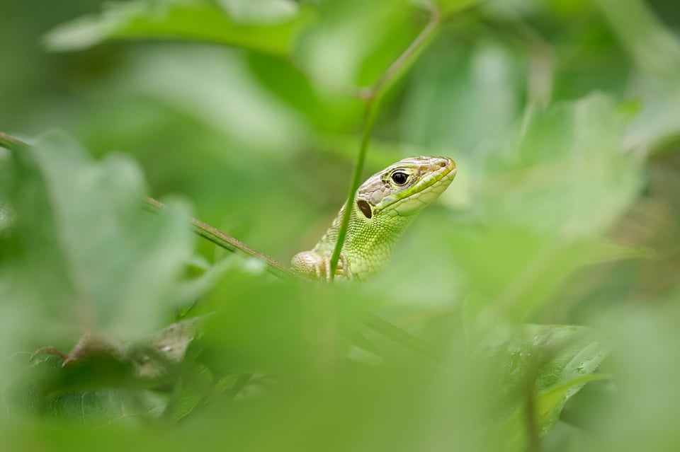 Green lizard