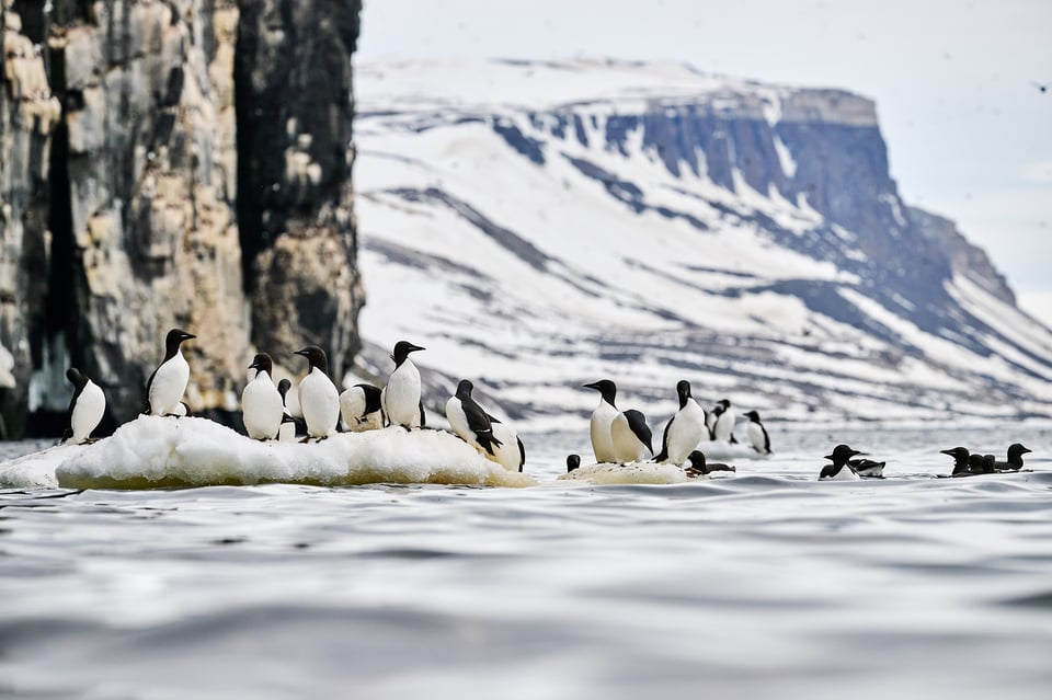 Guillemot animalscape