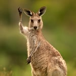 Kangaroo_Australia-thumbnail