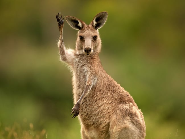 The Power of Humor in Wildlife Photography