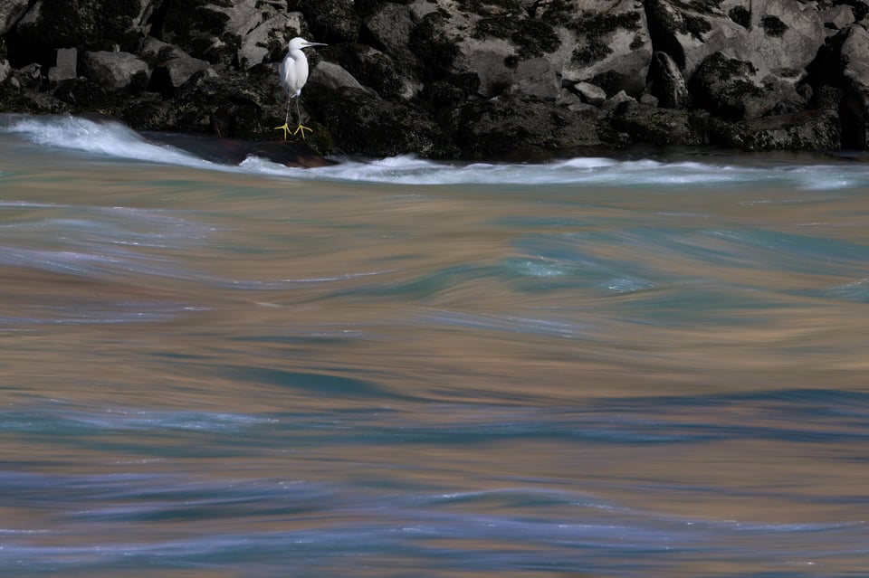 Little Egret_Italy