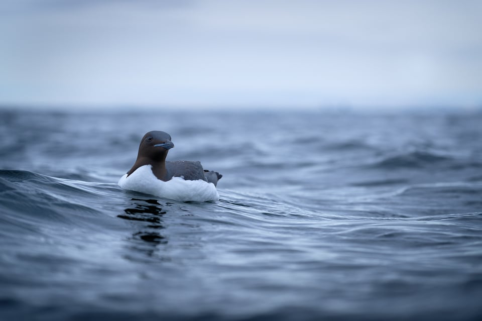 Lone guillemot