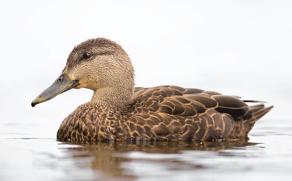 Mallard_Close_Surface_Jason_Polak