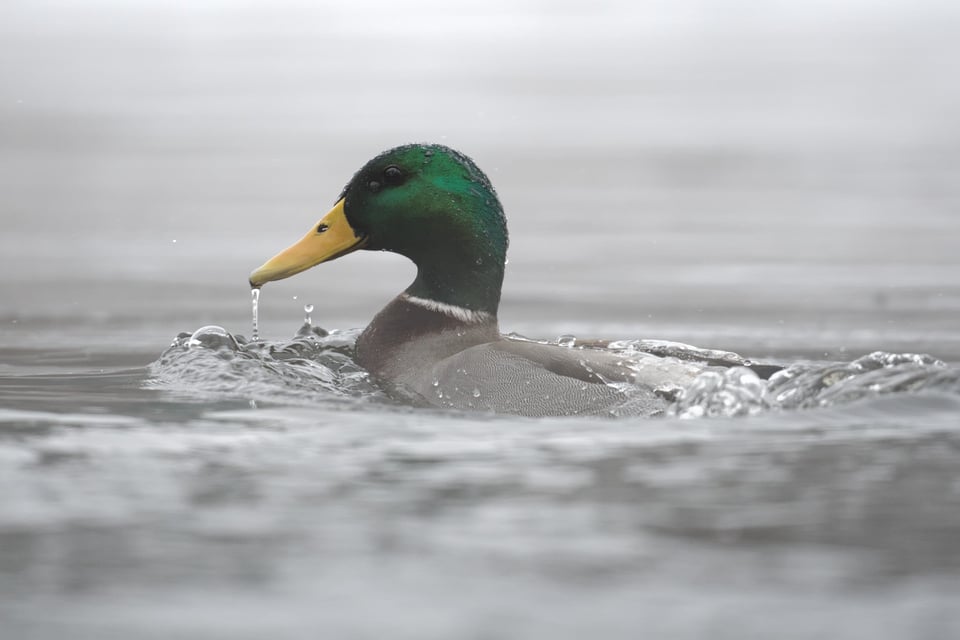 Mallard_Cold_River_Jason_Polak