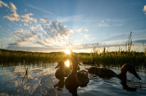 Mallards_Czech Republic_Nikon Z9_16mm lens