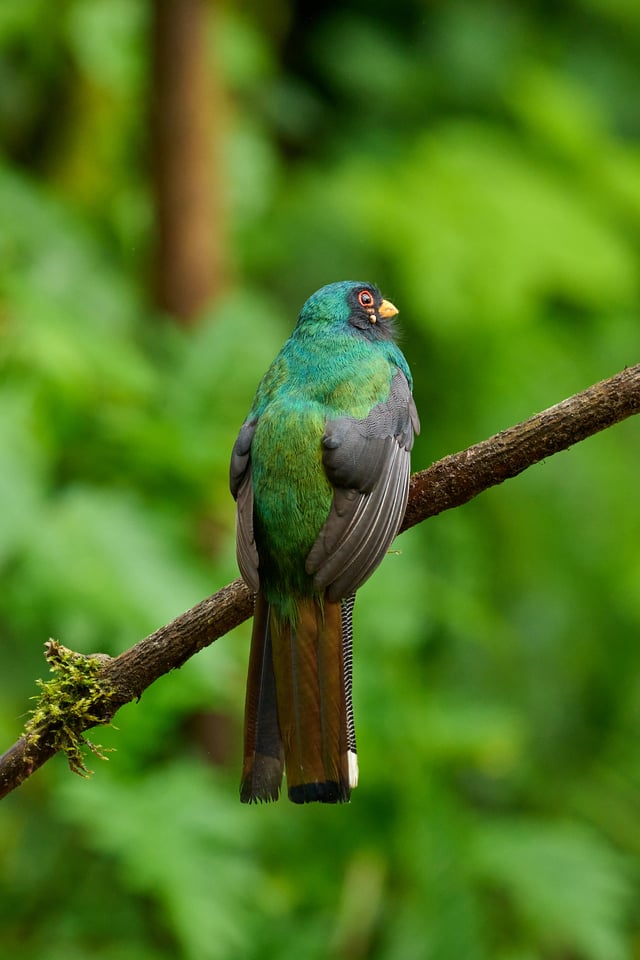 Masked Trogon_Trogon personatus_F11_DSC4390